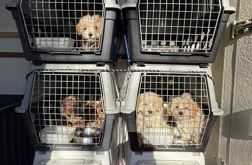 Cadells de gos dins la furgoneta / Mossos Cadells de gos dins la furgoneta / Mossos