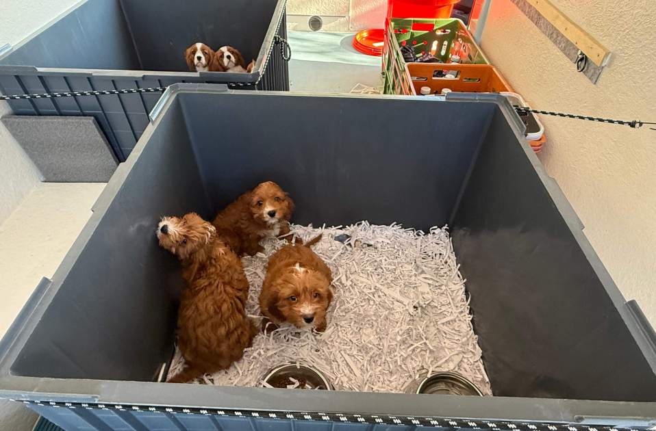 Cachorros Perros en la protectora / Mossos Cachorros Perros en la protectora / Mossos