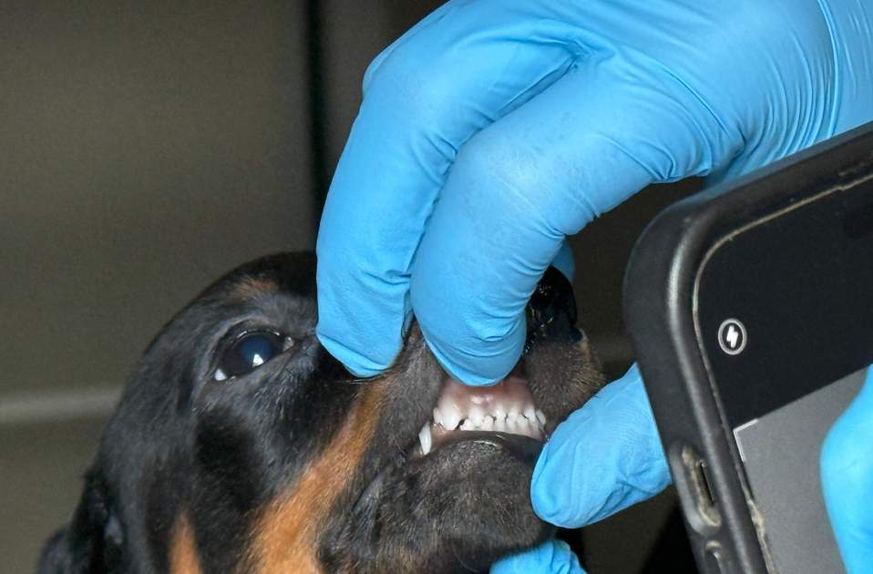 Revisión de un cachorro de perro / Mossos Revisión de un cachorro de perro / Mossos