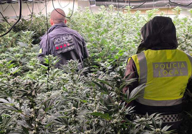 Marihuana Platja d'Aro