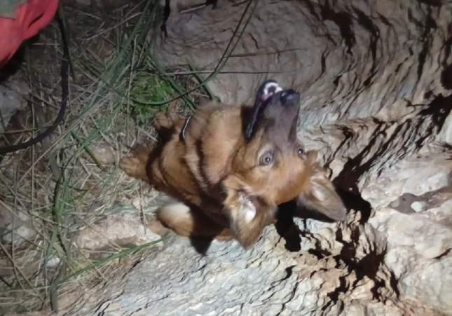Imagen del perro atrapado / Bomberos