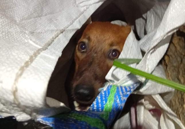 El perro en el momento del rescate / Bomberos