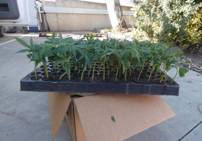 Plantas de marihuana intervenidas en el Masnou / Mossos d'Esquadra Plantas de marihuana intervenidas en el Masnou / Mossos d'Esquadra