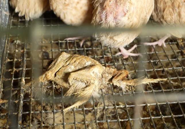 guatlles mortes juneda