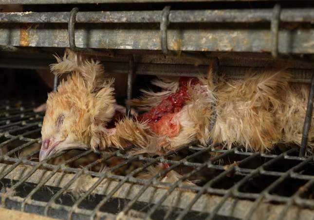 guatlla morta juneda