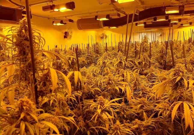 Imagen de la plantación de Marihuana en la Torre de Claramunt  Mossos d'Esquadra