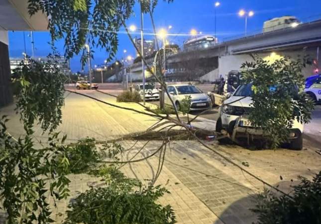 Imagen del coche empotrado contra el árbol Guardia Urbana de L'Hospitalet de Llobregat