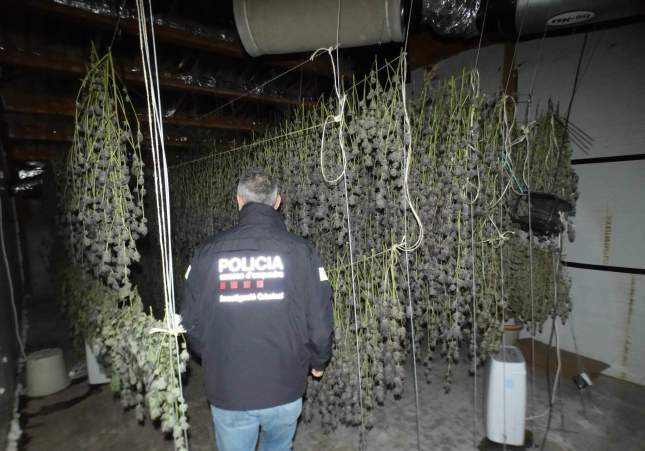 marihuana granja senia