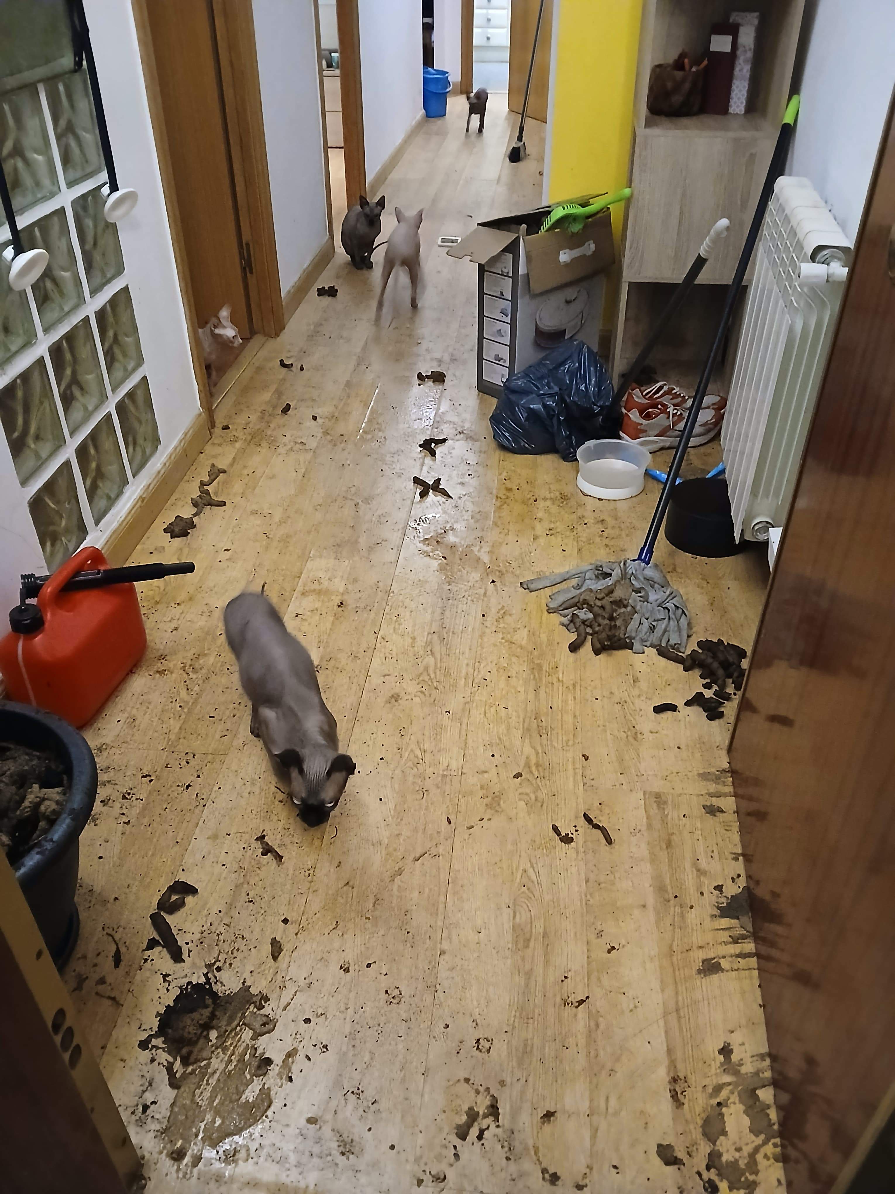 Fastigós pis hospitalet gats excrements