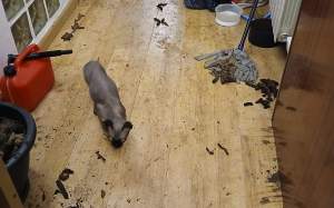 Fastigós pis hospitalet gats excrements