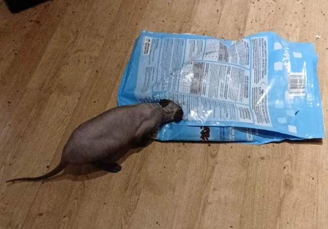 Un dels gats amb el cap dins una bossa de menjar / Guàrdia Urbana de l'Hospitalet de Llobregat