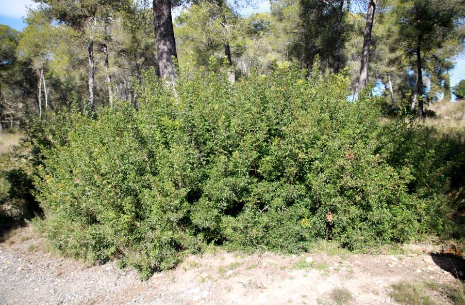 Plantació de llentiscle   ACN   Mar Rovira