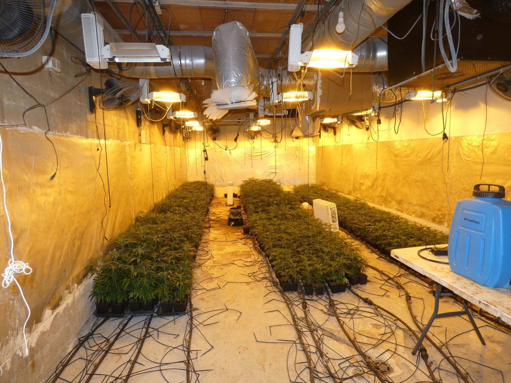 Plantació Alella (1)