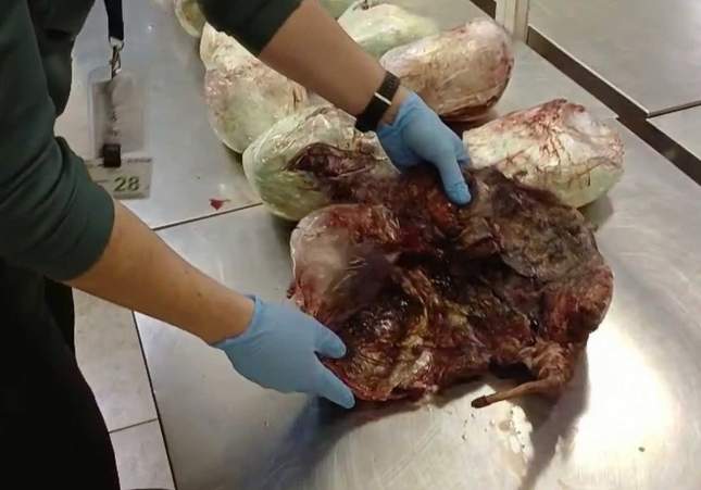 pangolines aeropuerto pangolines aeropuerto