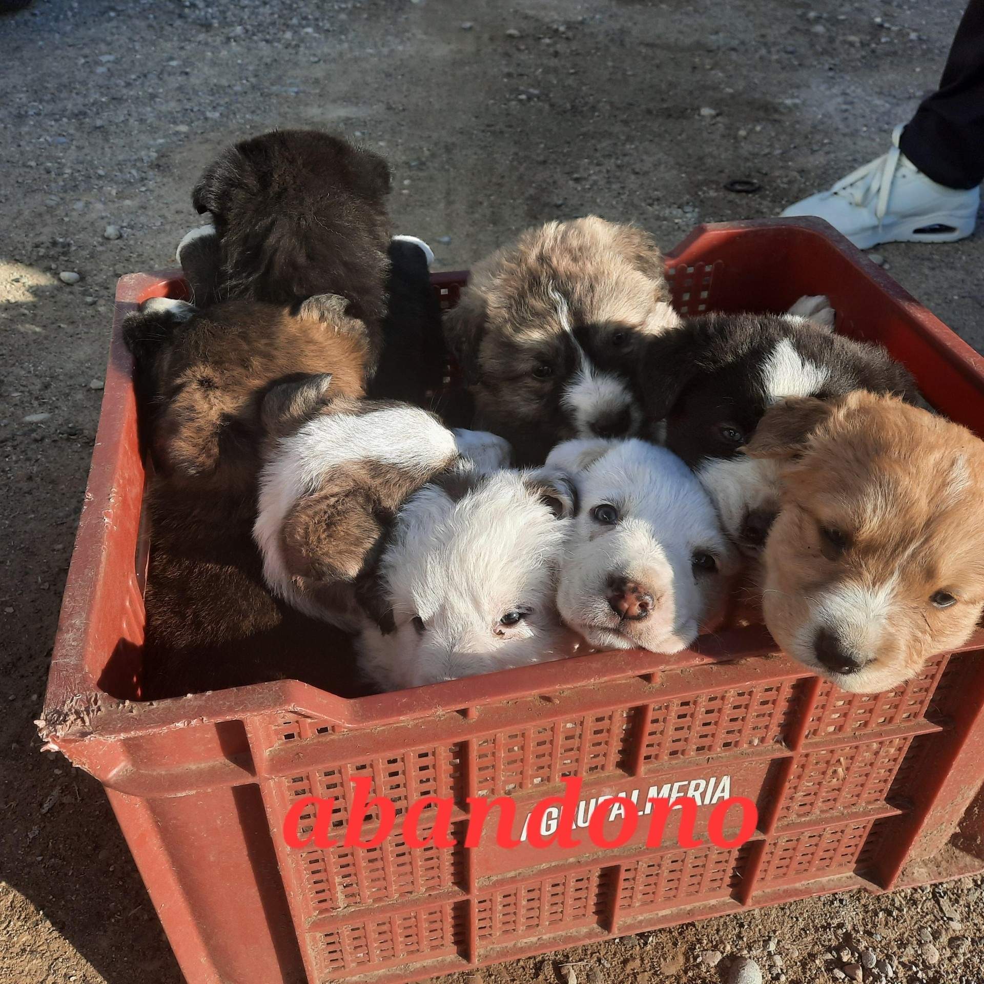Gossos abandonats lleida