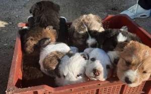 Gossos abandonats lleida