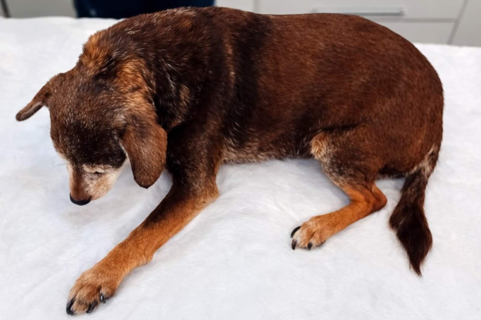 gossa abandonada manresa