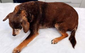 gossa abandonada manresa