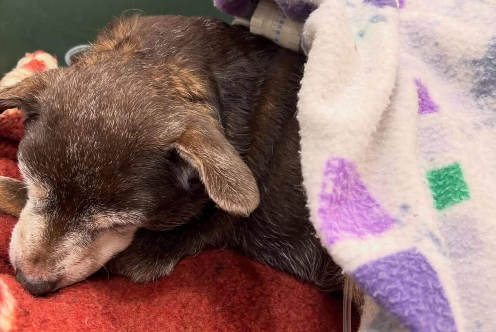 gossa abandonada manresa (1)