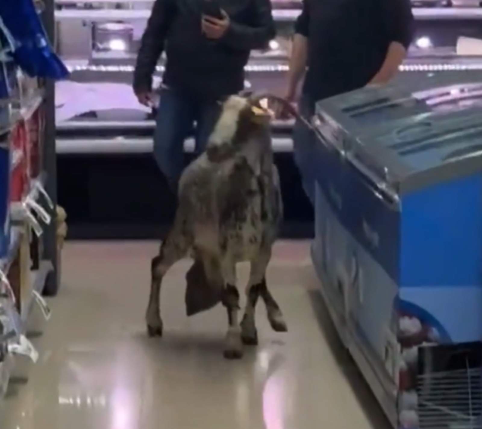 Una cabra provoca el caos en un supermercado de Matadepera después de colarse huyendo de un perro