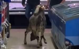 cabra supermercat matadepera (1)