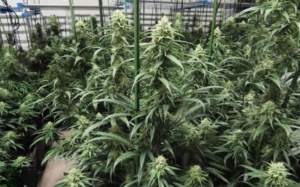 Marihuana Policia Nacional