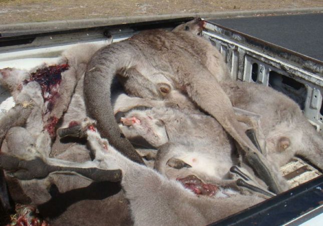 cangurs australia morts cangurs australia morts