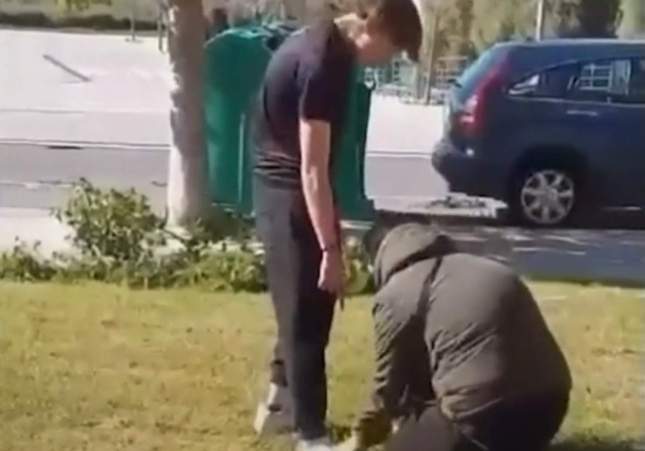 Agressió pallissa arboç