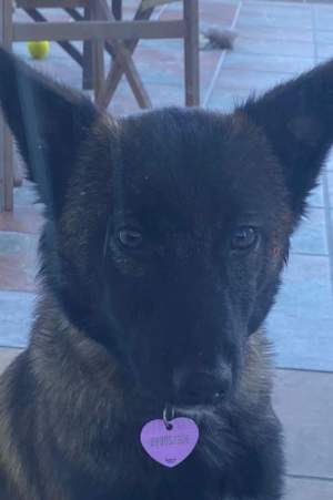 La Daisy, la gossa assassinada a Figueres / Cedida La Daisy, la gossa assassinada a Figueres / Cedida