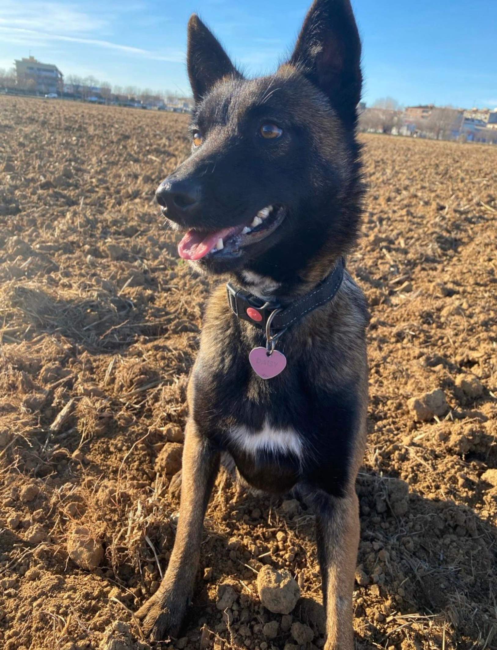 Daisy gossa morta Figueres