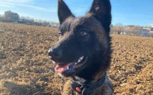 Daisy gossa morta Figueres