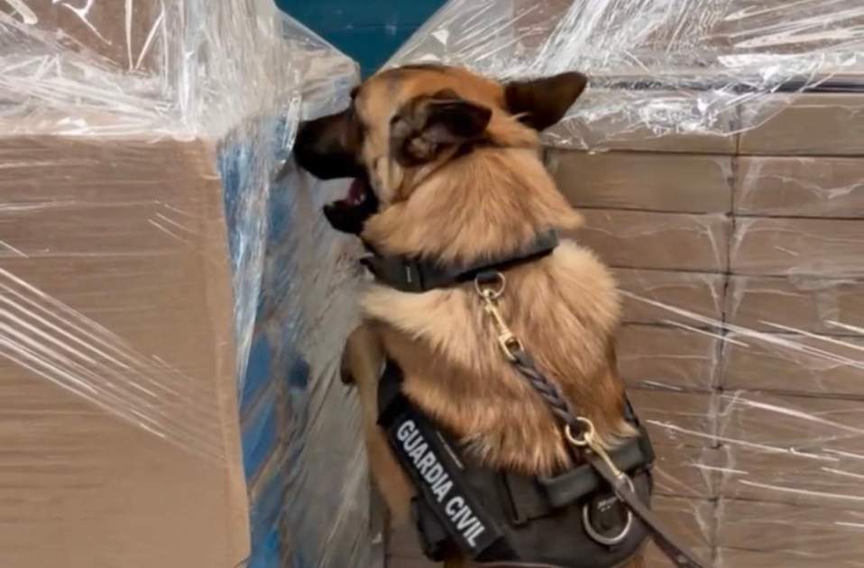 Un perro de la Guàrdia Civil inspeccionando si hay droga / Guàrdia Civil