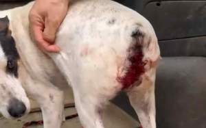 gos residencia amposta