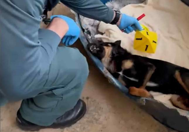 gos mort residencia amposta