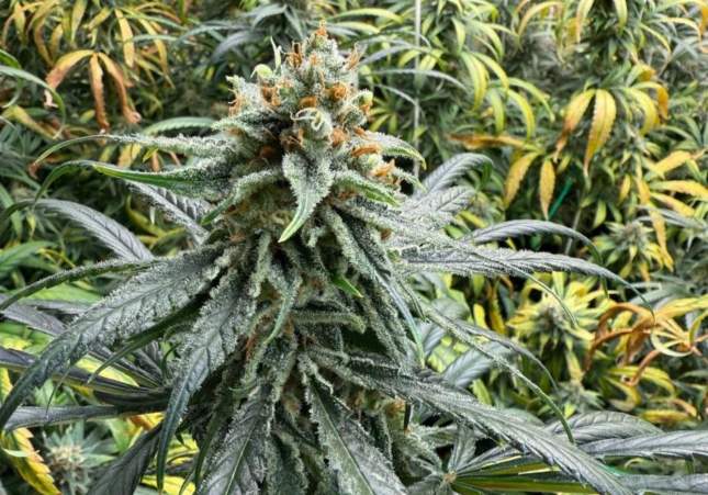 marihuana mollet (1)