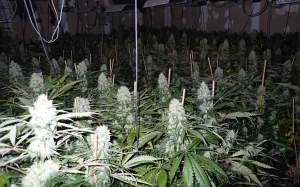 marihuana santa barbara