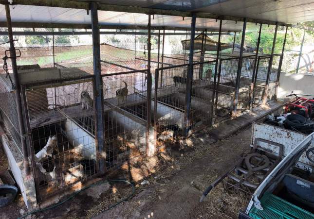 gossera il·legal cassà de la selva