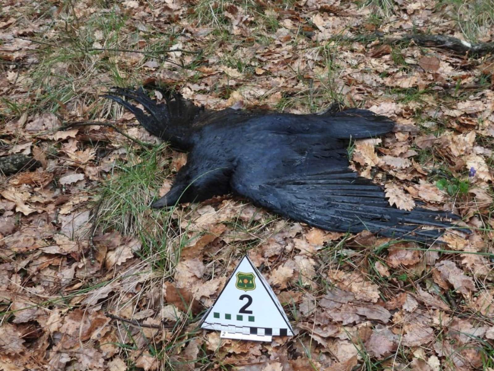 Un corb mort