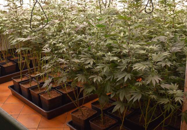 marihuana fogars selva