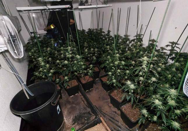 narcobloc marihuana campclar