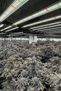 Marihuana Torrelles