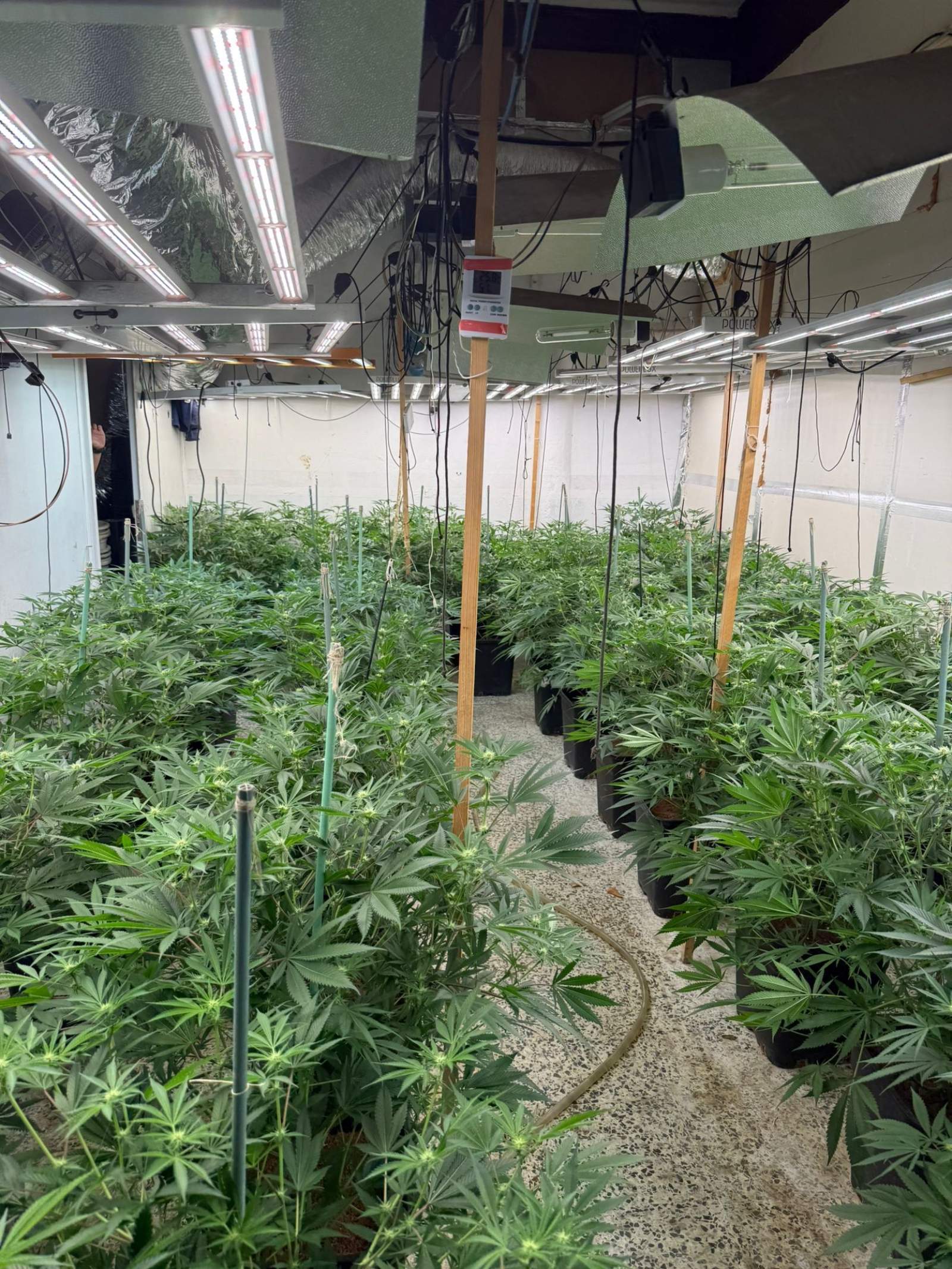 Plantació de marihuana intervinguda / Cedida