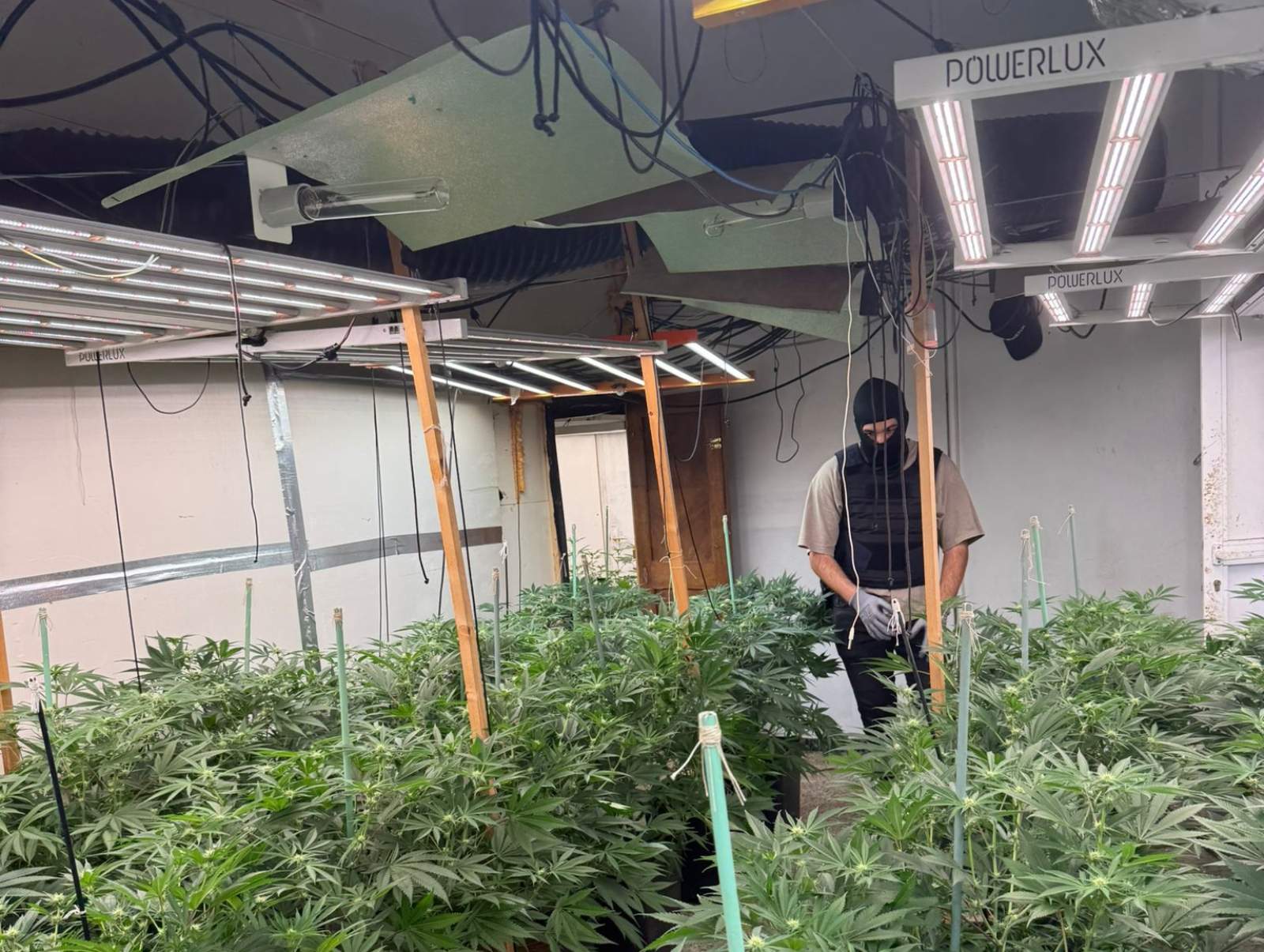 Marihuana Mataró P