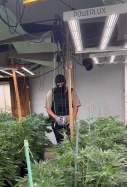 Marihuana Mataró P
