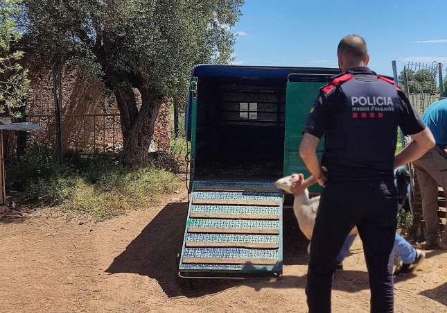 Troben ovelles en la inspecció d'una finca irregular a Constantí el 2024