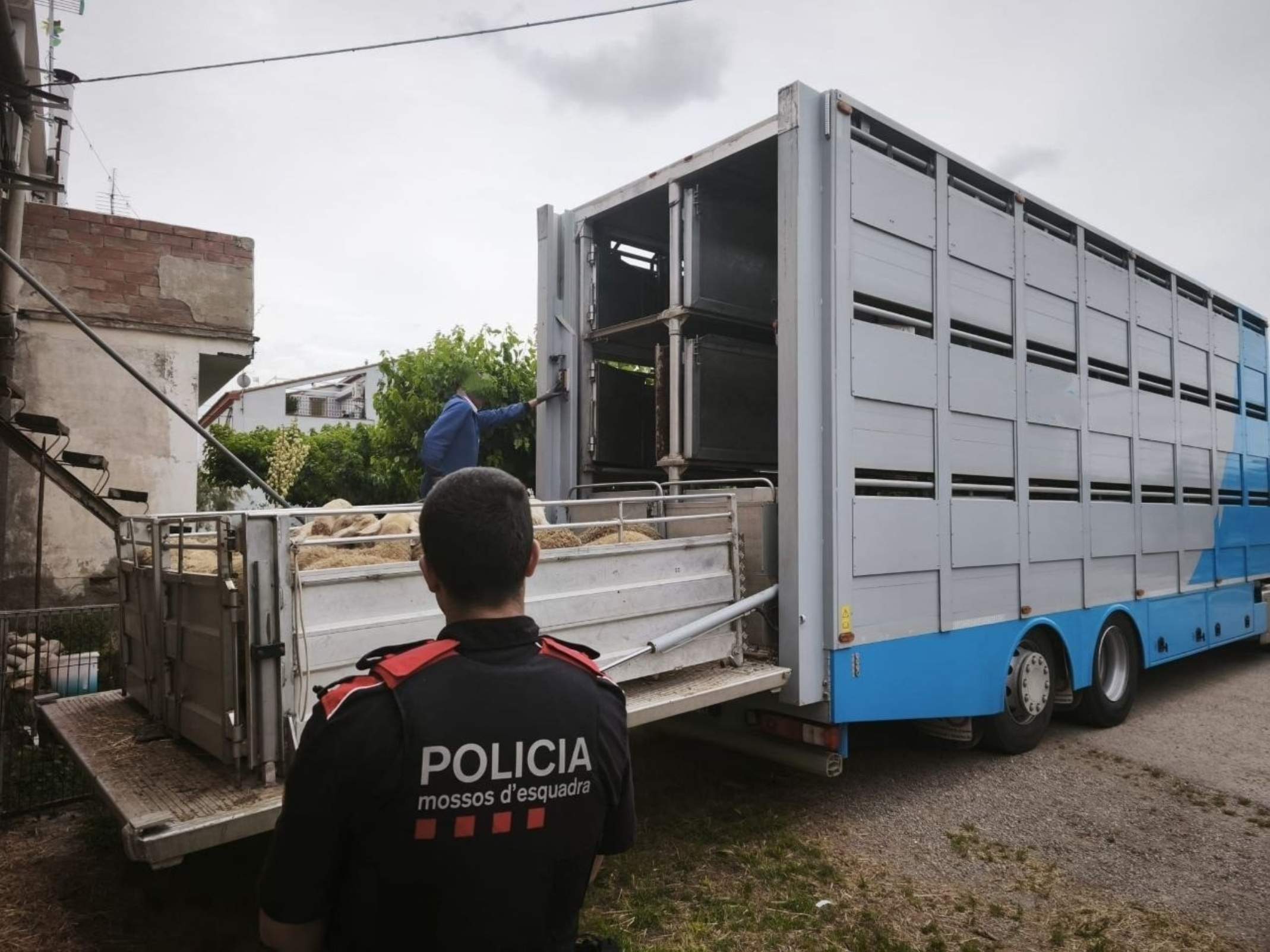 260520 NdP 568 RPP Els Mossos d'Esquadra detenen un home a les Borges Blanques per robar en vàries explotacions ramaderes d'Aragó (2)