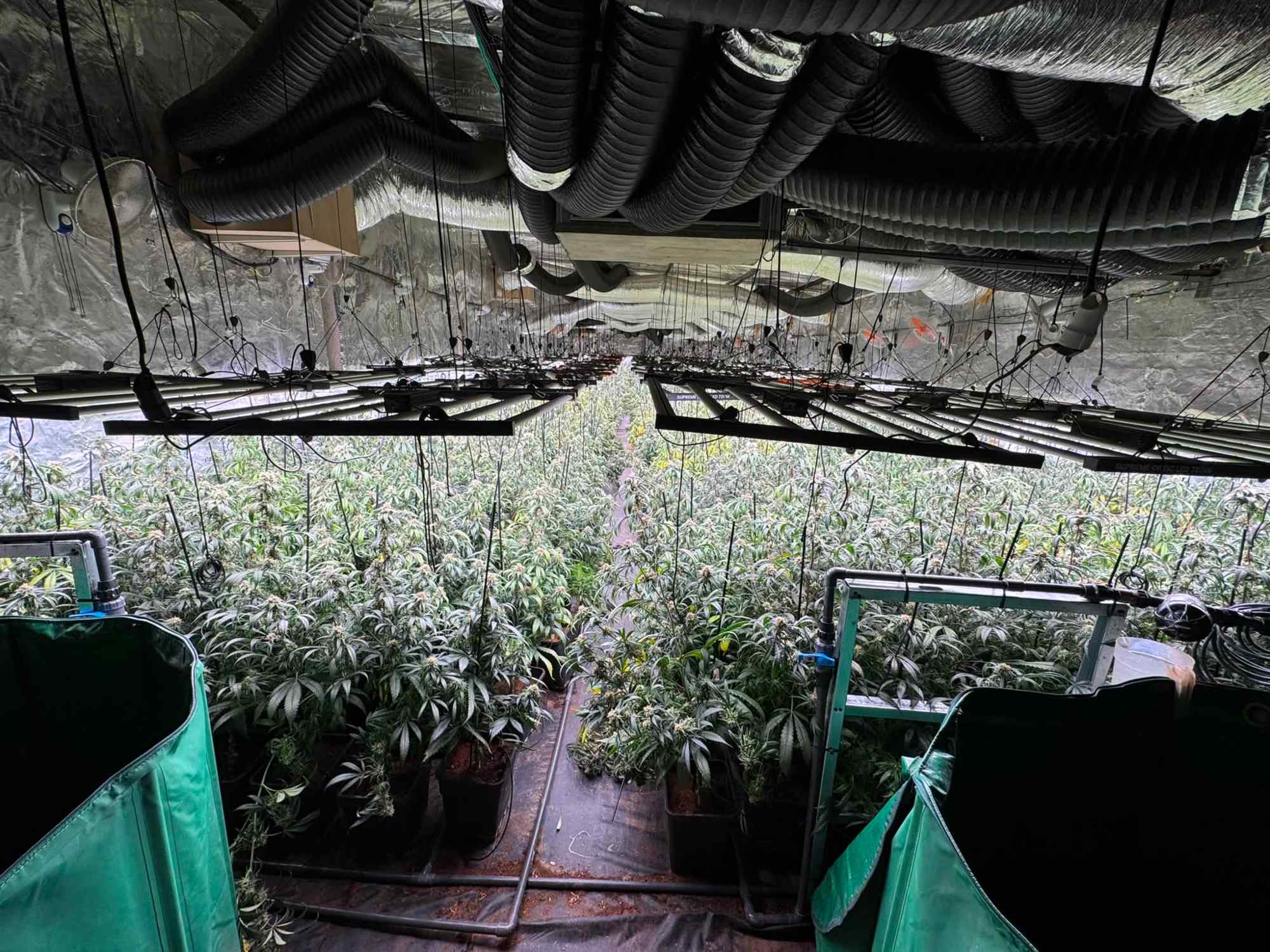 marihuana sesrovires