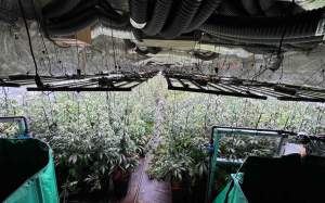 marihuana sesrovires