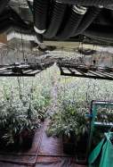 marihuana sesrovires
