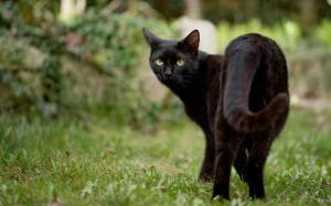 gat negre